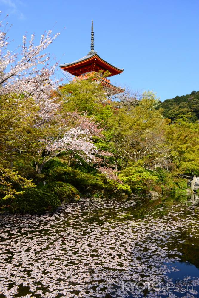 清水に零れ桜