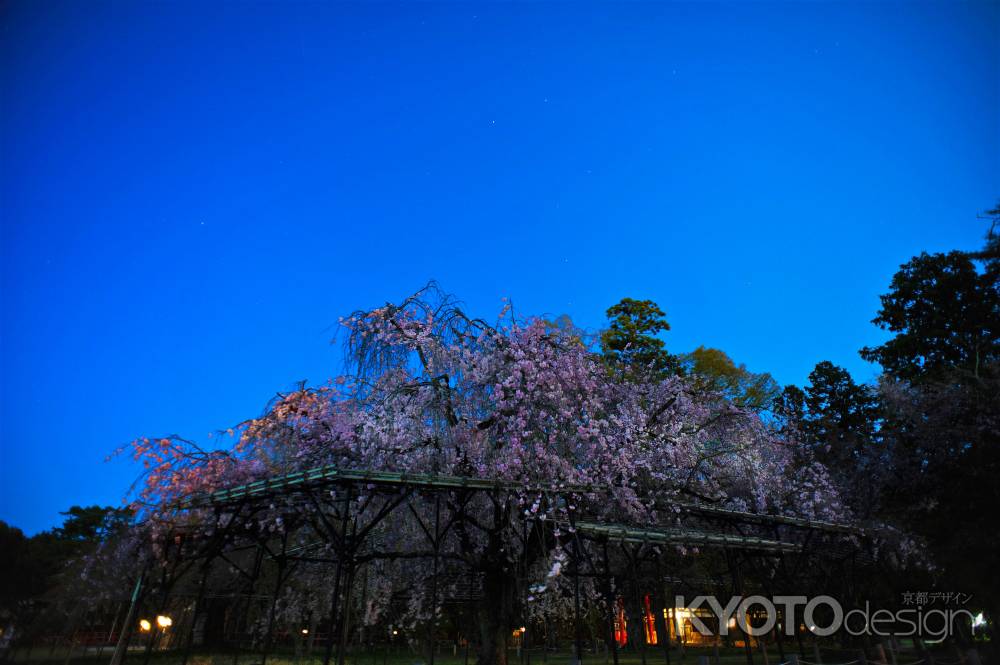 斎王桜様と星々