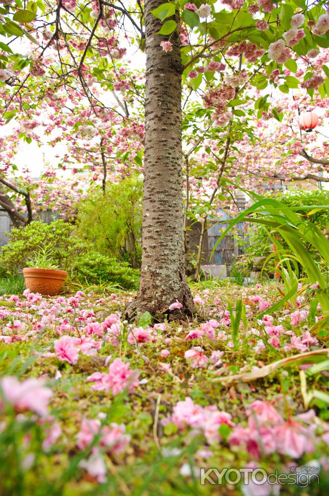 普賢象桜さん　リフレクション