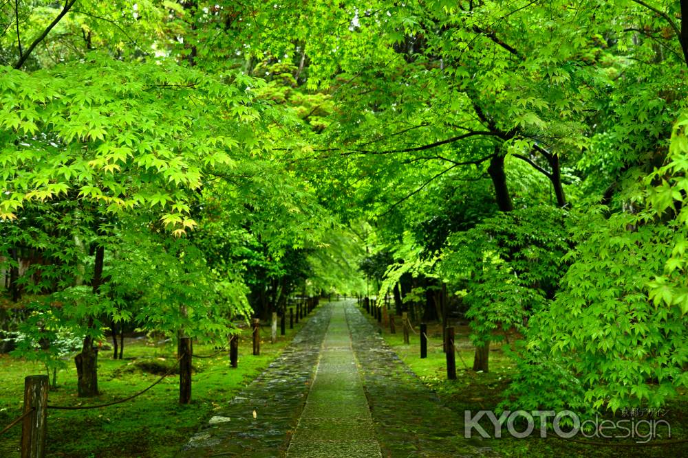 若葉雨の参道