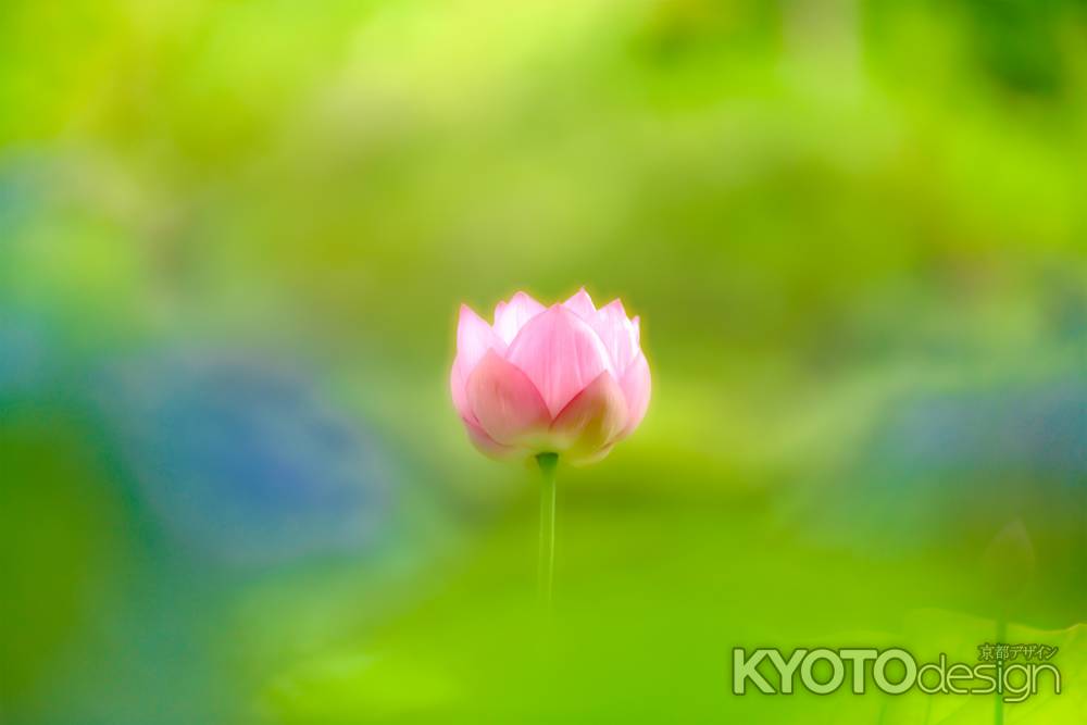 関西花の寺 第一三番霊場