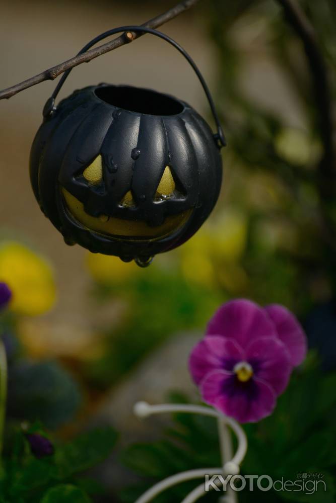 ハロウィン　黒かぼちゃ