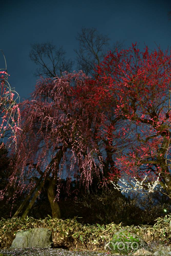 梅は百花の魁