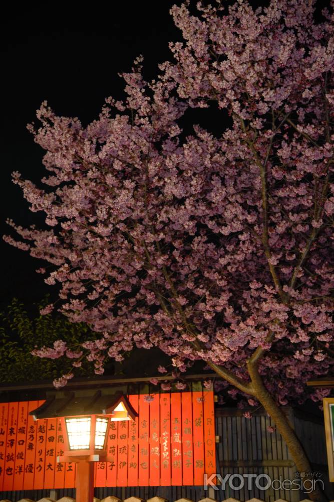 玉垣と桜