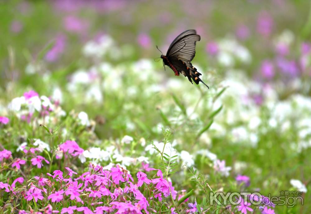 クロアゲハと芝桜