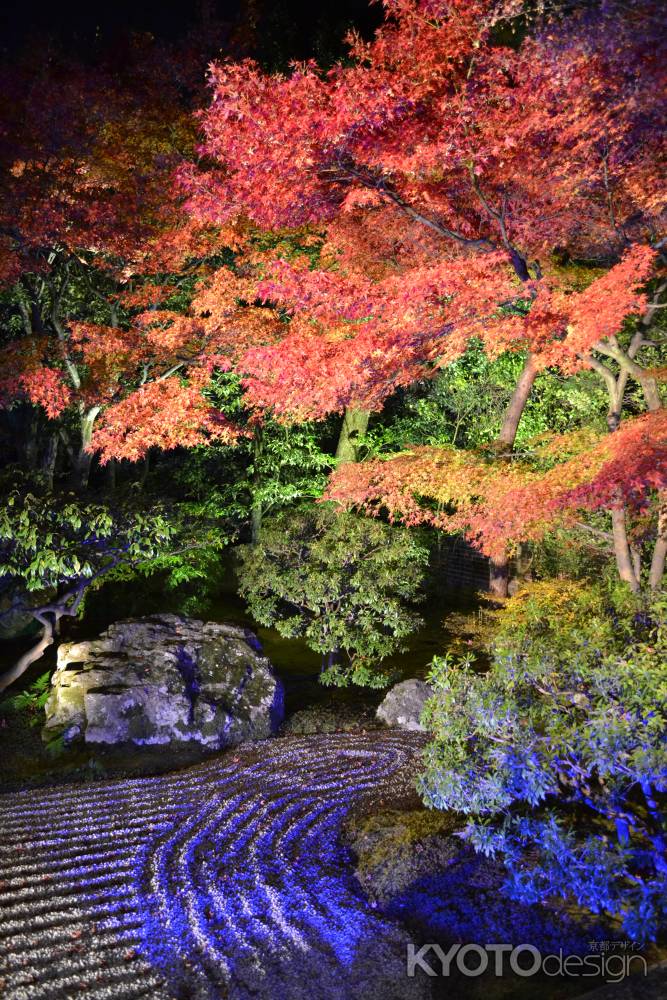 圓徳院　南庭ライトアップ　紅葉と石組