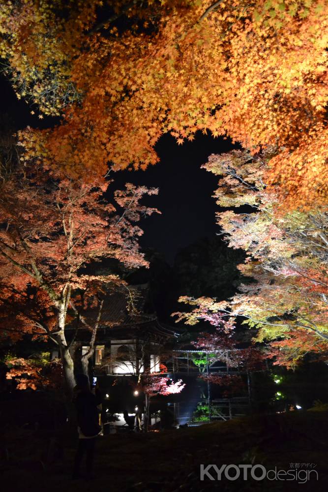 高台寺　紅葉ライトアップ