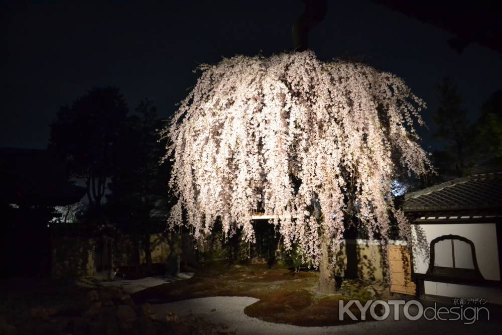 高台寺　夜桜