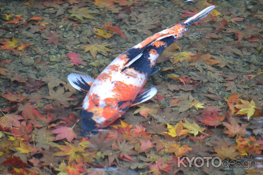 寂光院　池の紅葉と錦鯉