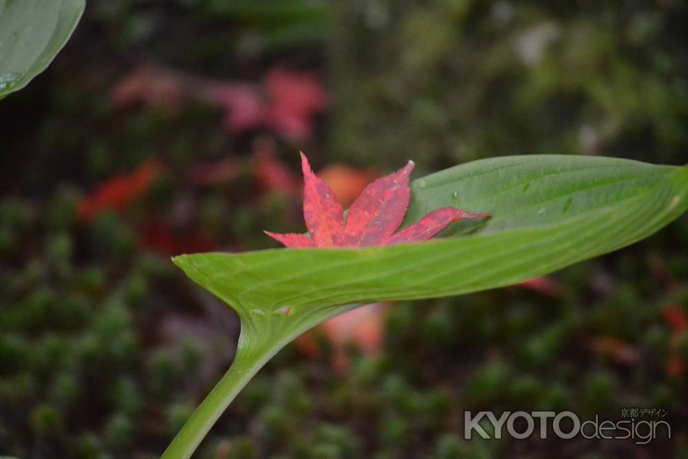 寂光院　紅葉