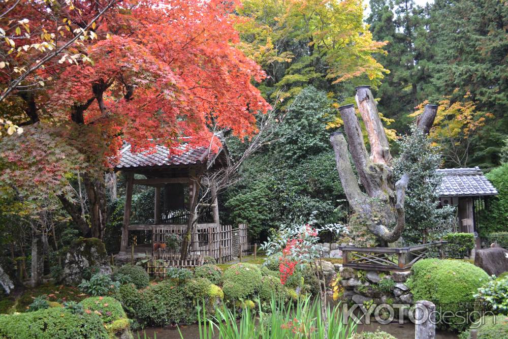 寂光院　庭園の紅葉