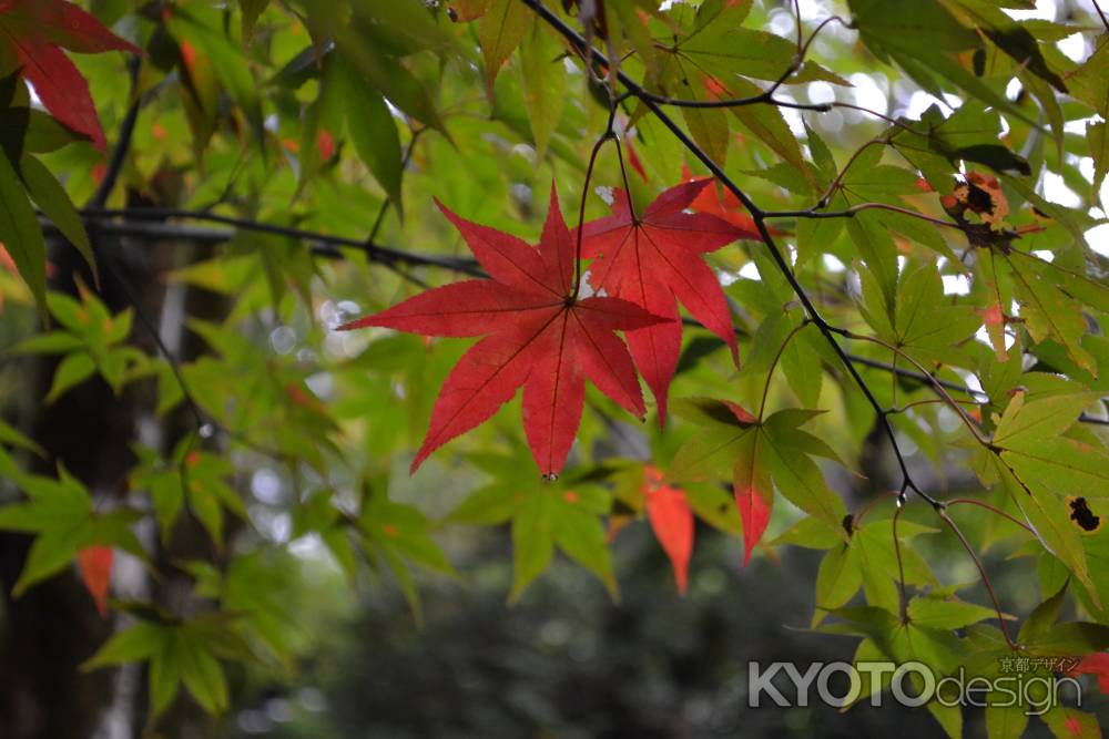 寂光院　紅一点