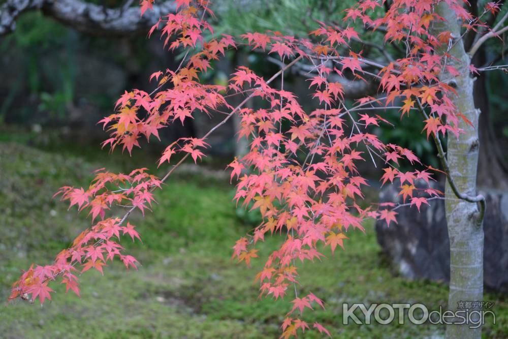 勝林寺　庭の紅葉