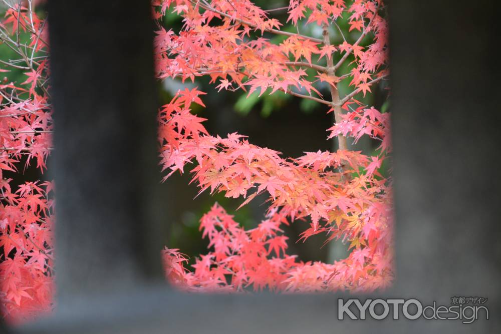 勝林寺　灯篭越しの紅葉