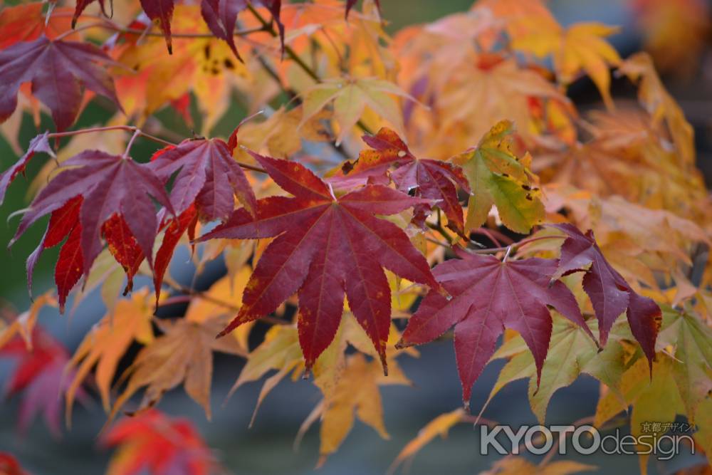 勝林寺　吉祥紅葉