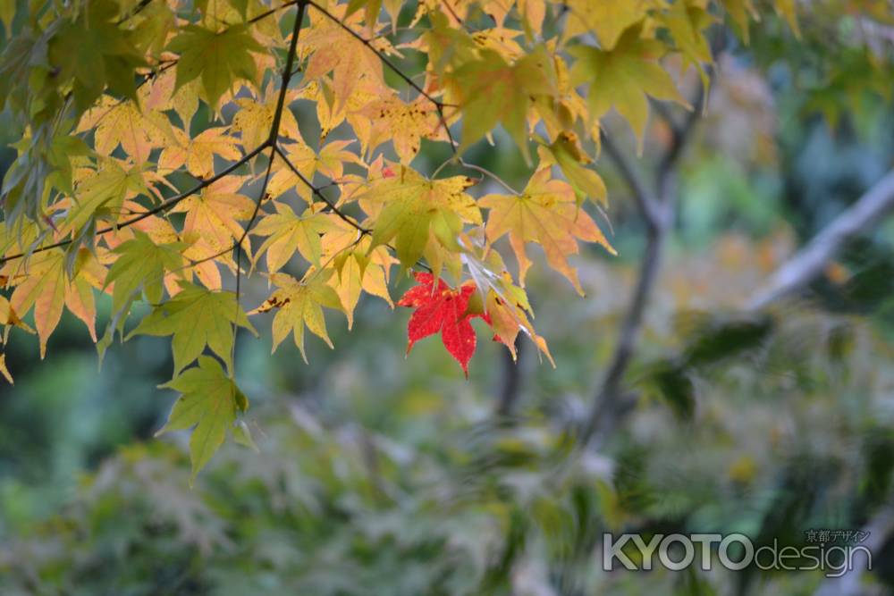 勝林寺　吉祥紅葉　紅一点