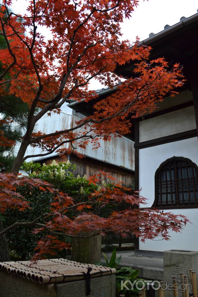 勝林寺　紅葉