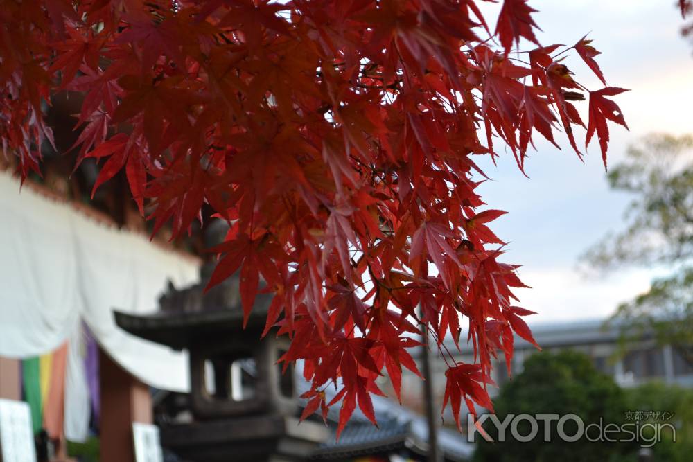 智積院　紅葉