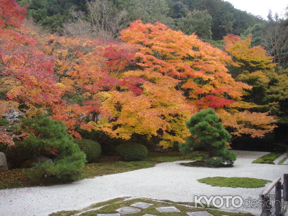 天授庵　本堂前庭　紅葉その２