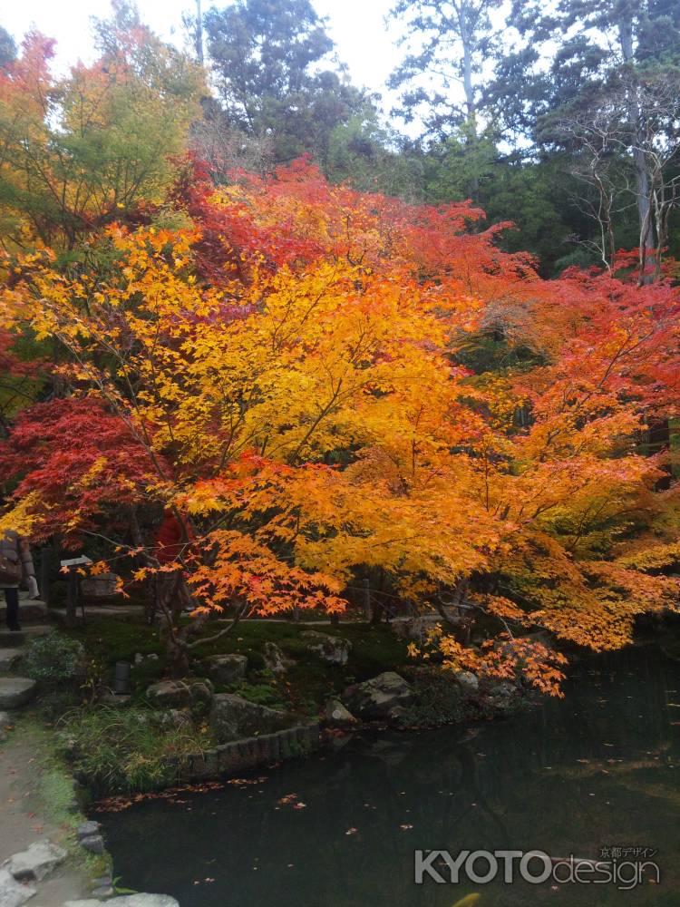 天授庵　書院南庭　紅葉その３