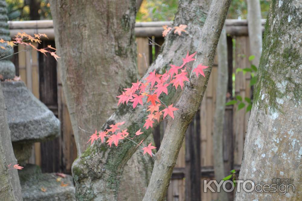 来迎院　　紅葉