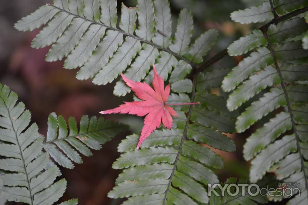 来迎院　散り紅葉