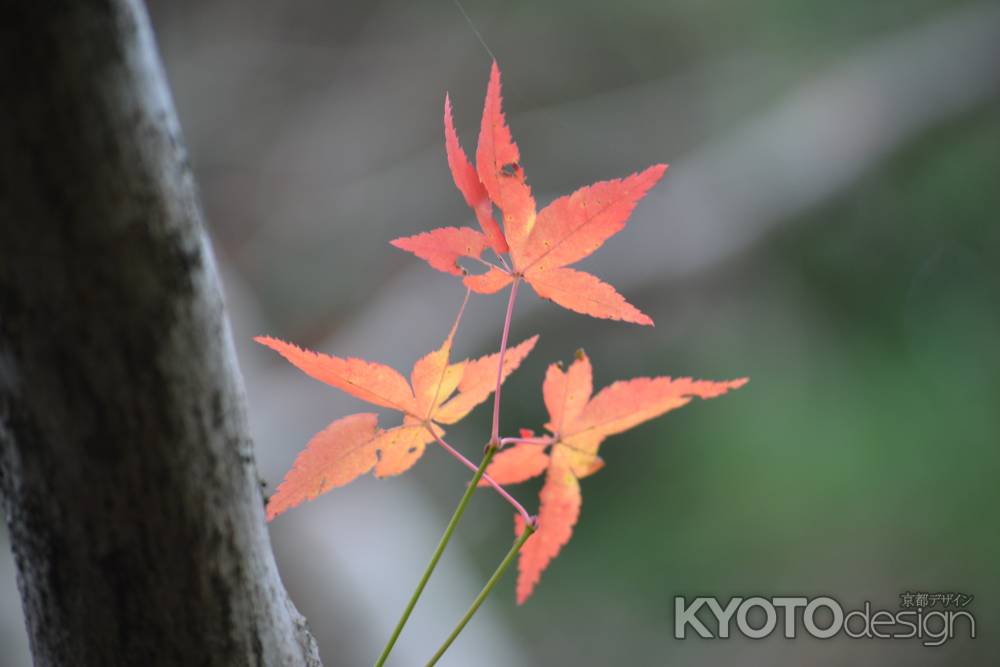 来迎院　紅葉