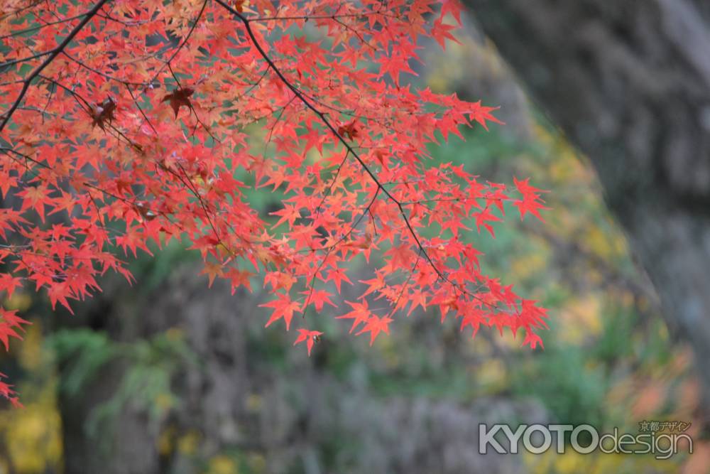 来迎院　紅葉