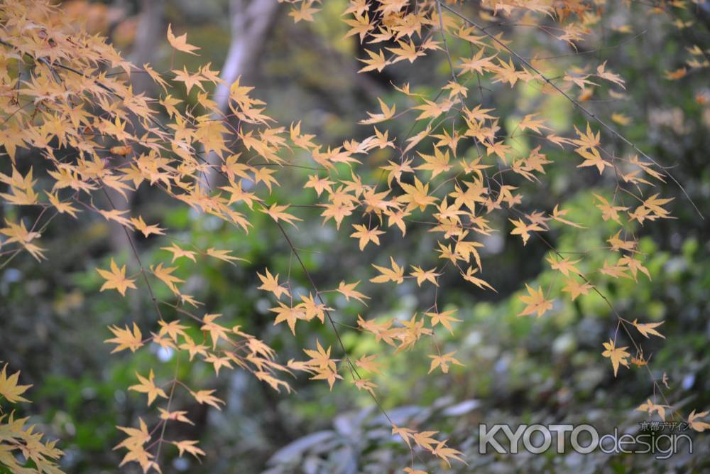 来迎院　紅葉