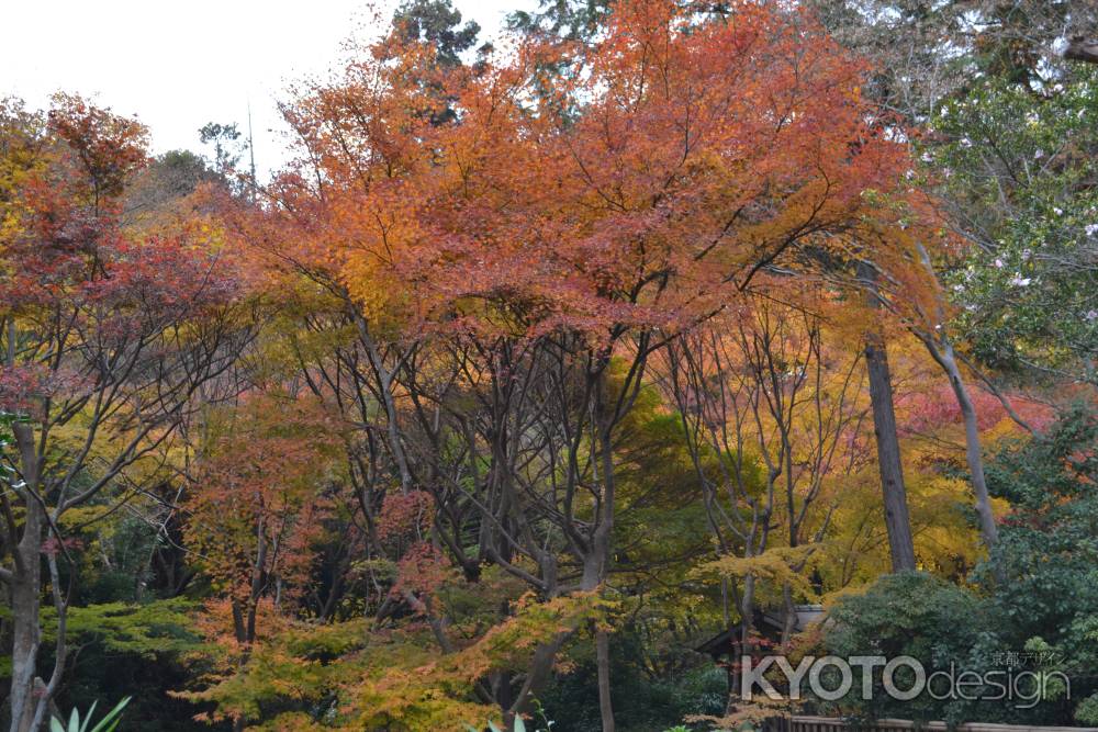 来迎院　紅葉