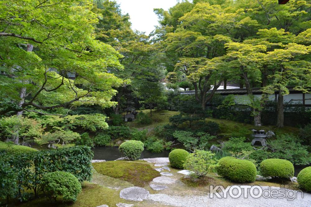 泉涌寺　御座所庭園　池と青もみじ