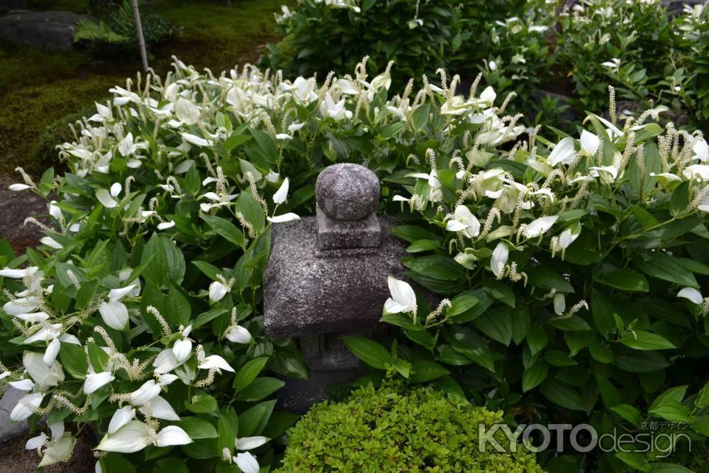 両足院　灯篭と半夏生