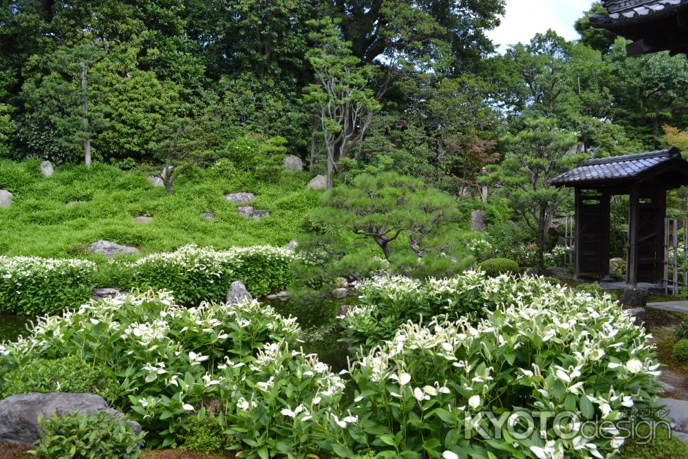 両足院　半夏生の庭園