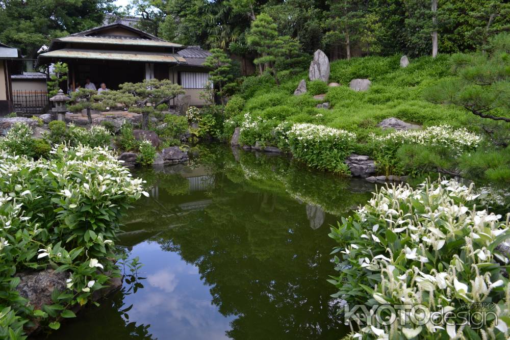 両足院　半夏生の池