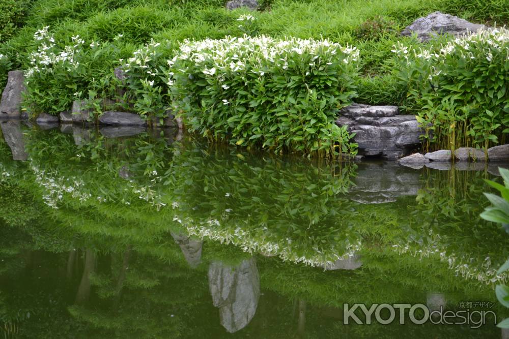 両足院　半夏生