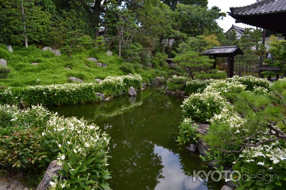 両足院　　半夏生の池