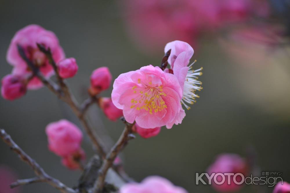 智積院　対の梅