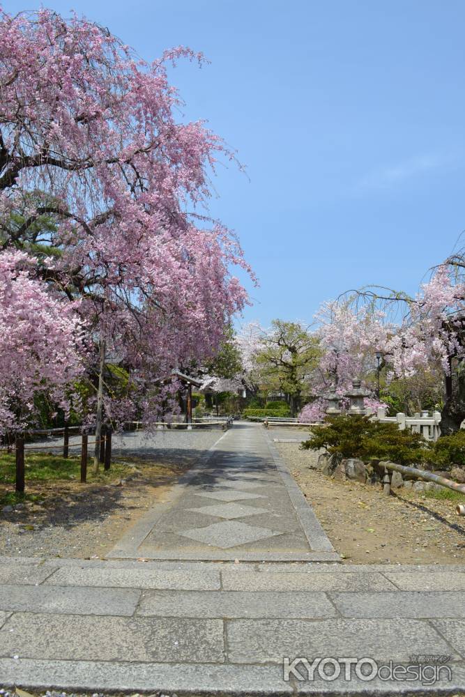 上品蓮台寺　枝垂桜と石畳