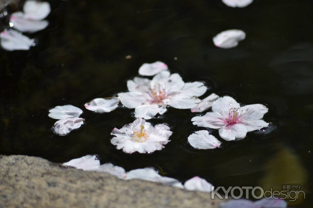 上品蓮台寺　手水舎に浮かぶ桜