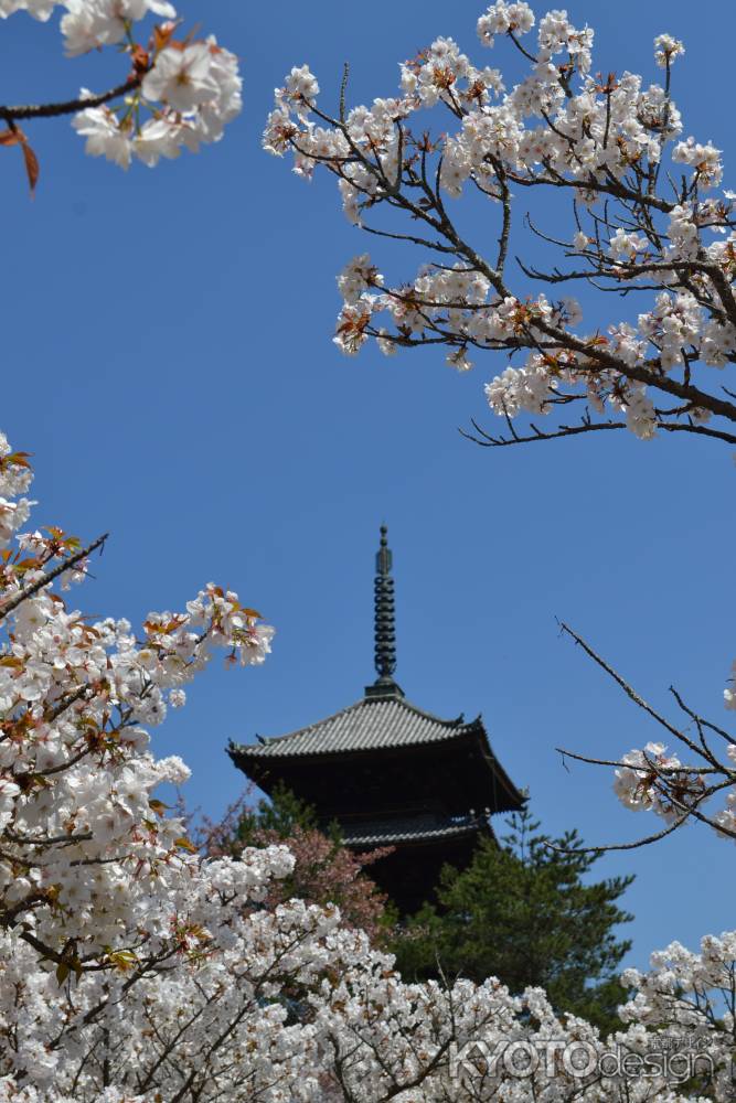 仁和寺　満開の御室桜