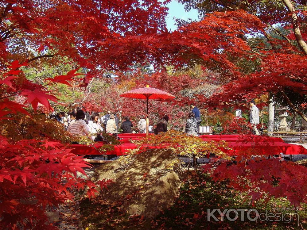 紅葉を愛でる