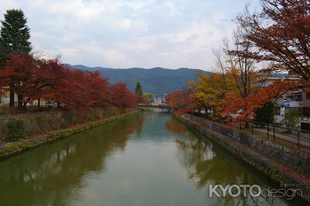 秋の岡崎疎水