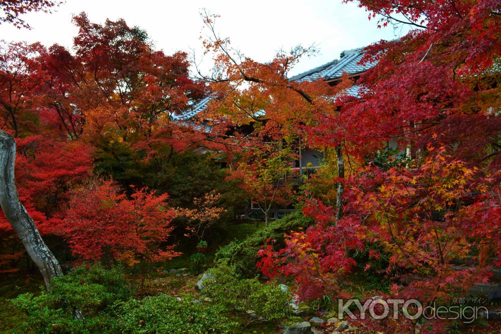 宝筐院の紅葉