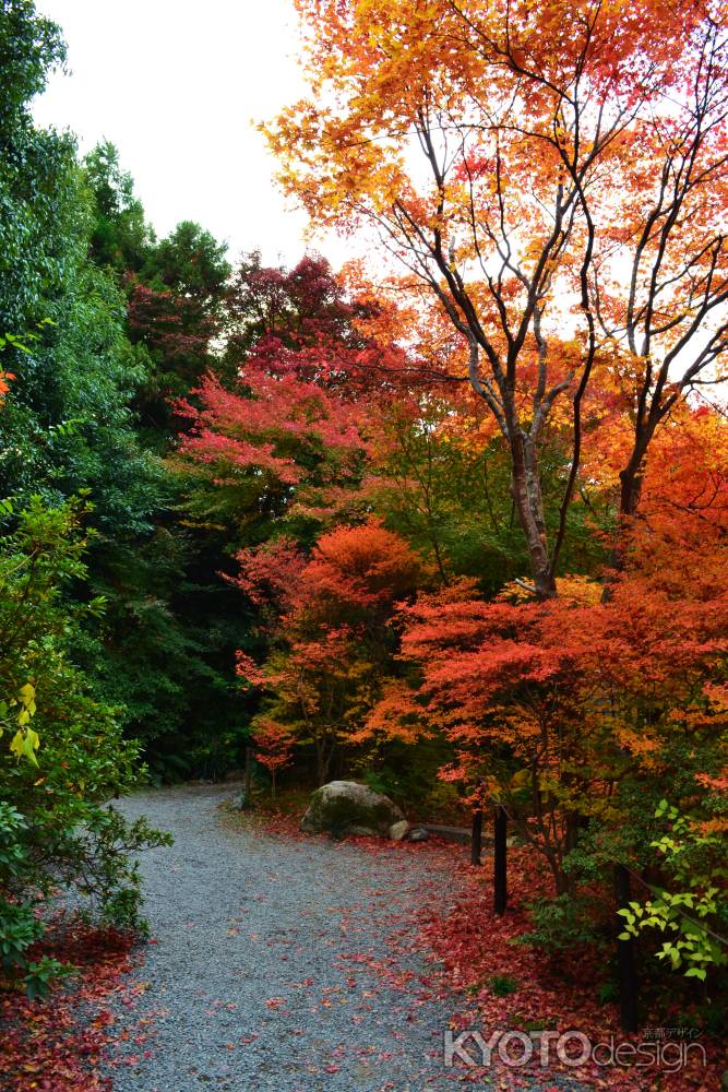 紅葉の道