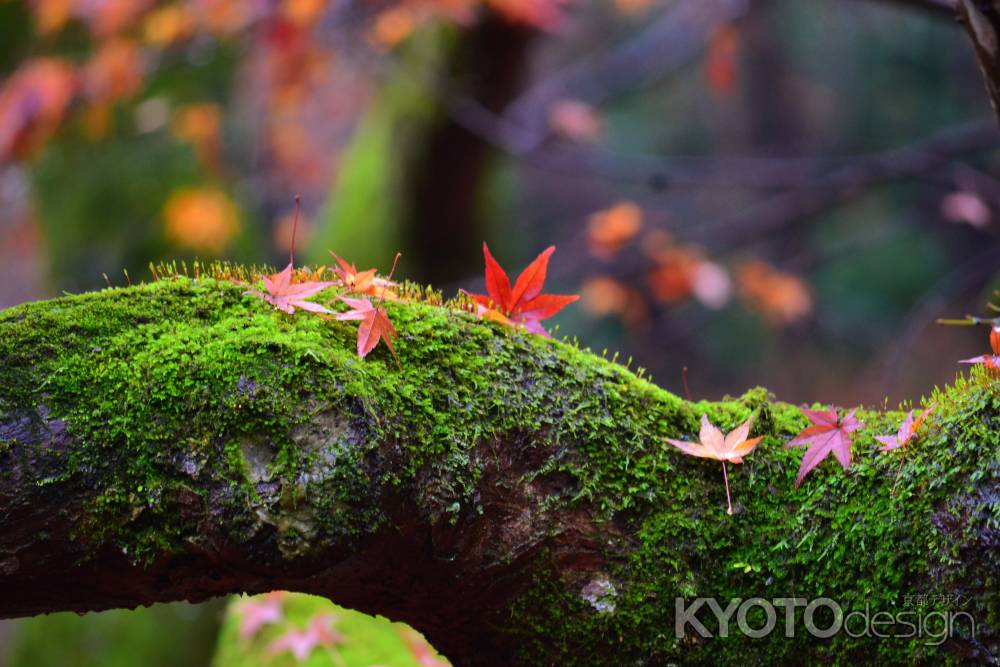 散り紅葉　青蓮院