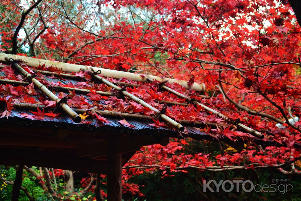 散り紅葉　厭離庵