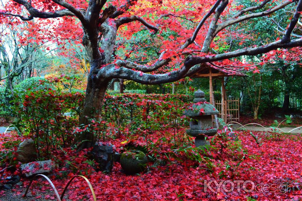 厭離庵の敷き紅葉