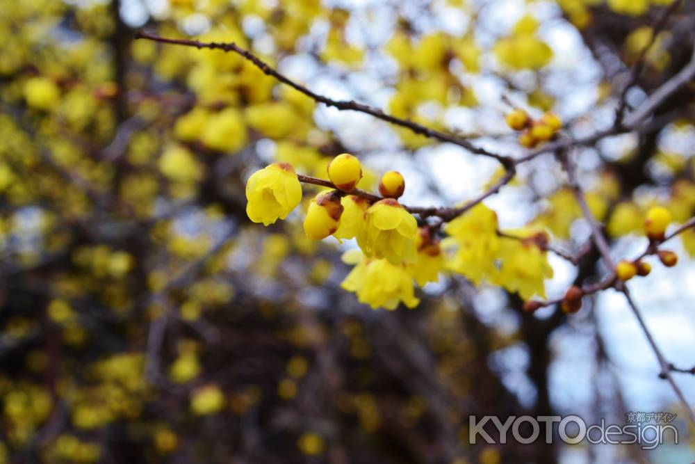 大蓮寺の蝋梅　その１