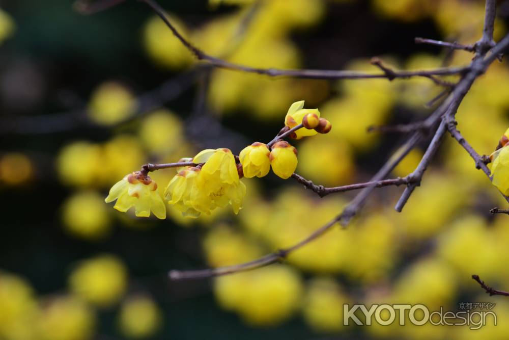 大蓮寺の蝋梅　その３