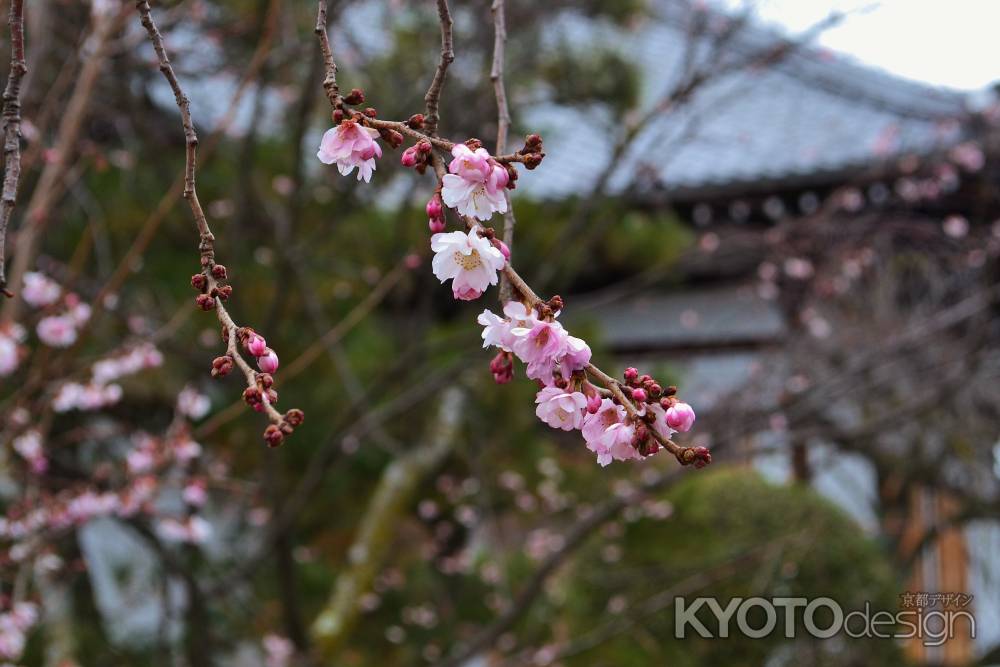 妙蓮寺の御会式桜　その２